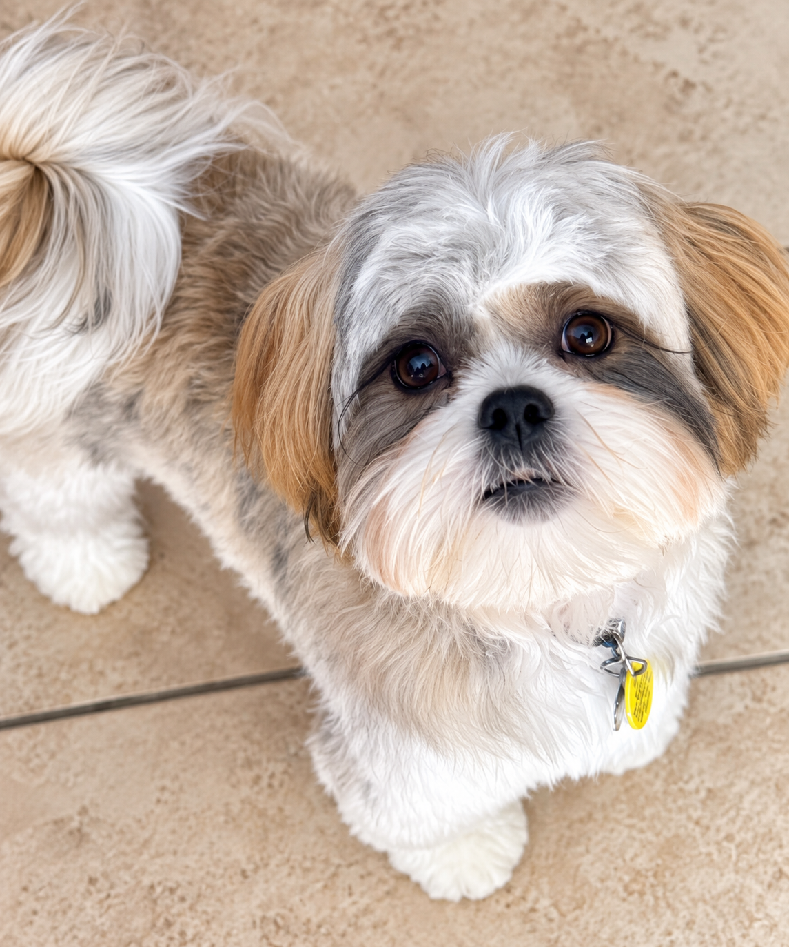 Jimmy, a white and tan Shih Tzu, looking up at the camera